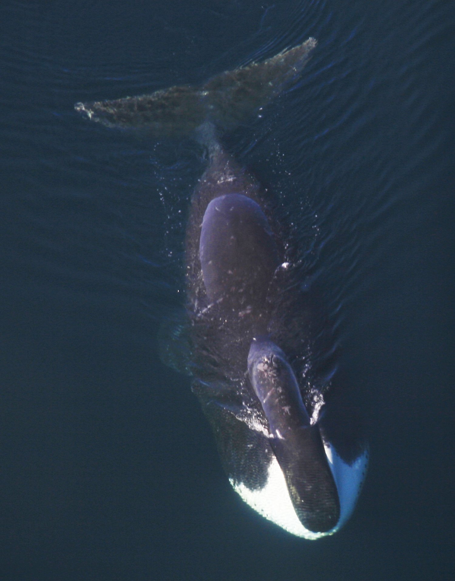 Increasing numbers of bowhead whale in North-East Greenland | ARCTIC ...